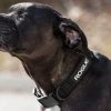 Rogue Fitness Rogue Nylon Dog Collar -Rogue Fitness shop RA0980 BLACK H ekw69a