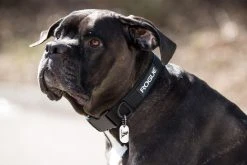 Rogue Fitness Rogue Dog Collar MIL Edition 9 Rogue Fitness Rogue Dog Collar MIL Edition -Rogue Fitness shop RA1005 WEB5 msoy7k