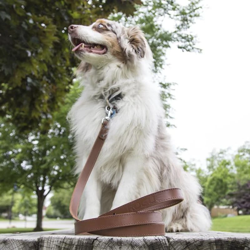 Rogue Fitness Rogue Leather Dog Leash 4 Rogue Fitness Rogue Leather Dog Leash - Image 2